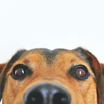 Garner - Spandau By Ihg Berlín